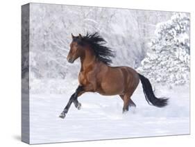 Bay Andalusian Stallion Running in the Snow, Berthoud, Colorado, USA-Carol Walker-Stretched Canvas