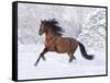 Bay Andalusian Stallion Running in the Snow, Berthoud, Colorado, USA-Carol Walker-Framed Stretched Canvas