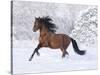 Bay Andalusian Stallion Running in the Snow, Berthoud, Colorado, USA-Carol Walker-Stretched Canvas