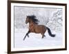 Bay Andalusian Stallion Running in the Snow, Berthoud, Colorado, USA-Carol Walker-Framed Premium Photographic Print
