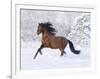 Bay Andalusian Stallion Running in the Snow, Berthoud, Colorado, USA-Carol Walker-Framed Premium Photographic Print