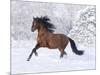 Bay Andalusian Stallion Running in the Snow, Berthoud, Colorado, USA-Carol Walker-Mounted Premium Photographic Print