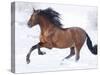 Bay Andalusian Stallion Running in the Snow, Berthoud, Colorado, USA-Carol Walker-Stretched Canvas