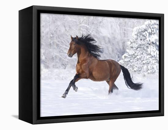 Bay Andalusian Stallion Running in the Snow, Berthoud, Colorado, USA-Carol Walker-Framed Stretched Canvas