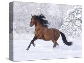 Bay Andalusian Stallion Running in the Snow, Berthoud, Colorado, USA-Carol Walker-Stretched Canvas