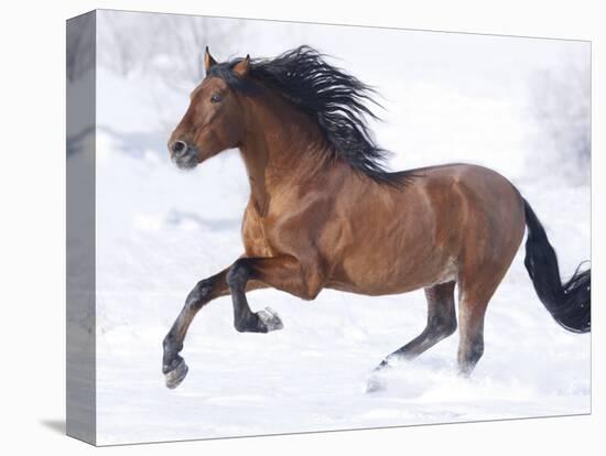 Bay Andalusian Stallion Running in the Snow, Berthoud, Colorado, USA-Carol Walker-Stretched Canvas