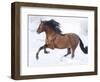 Bay Andalusian Stallion Running in the Snow, Berthoud, Colorado, USA-Carol Walker-Framed Photographic Print