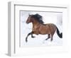 Bay Andalusian Stallion Running in the Snow, Berthoud, Colorado, USA-Carol Walker-Framed Photographic Print