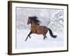 Bay Andalusian Stallion Running in the Snow, Berthoud, Colorado, USA-Carol Walker-Framed Photographic Print