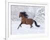 Bay Andalusian Stallion Running in the Snow, Berthoud, Colorado, USA-Carol Walker-Framed Photographic Print