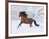 Bay Andalusian Stallion Running in the Snow, Berthoud, Colorado, USA-Carol Walker-Framed Photographic Print