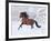 Bay Andalusian Stallion Running in the Snow, Berthoud, Colorado, USA-Carol Walker-Framed Photographic Print