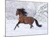 Bay Andalusian Stallion Running in the Snow, Berthoud, Colorado, USA-Carol Walker-Mounted Photographic Print