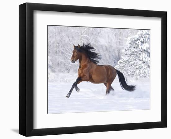 Bay Andalusian Stallion Running in the Snow, Berthoud, Colorado, USA-Carol Walker-Framed Photographic Print