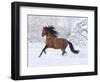 Bay Andalusian Stallion Running in the Snow, Berthoud, Colorado, USA-Carol Walker-Framed Photographic Print