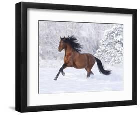 Bay Andalusian Stallion Running in the Snow, Berthoud, Colorado, USA-Carol Walker-Framed Photographic Print