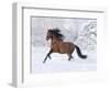 Bay Andalusian Stallion Running in the Snow, Berthoud, Colorado, USA-Carol Walker-Framed Photographic Print