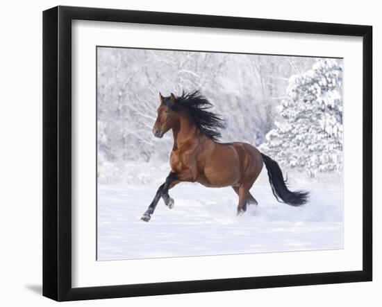 Bay Andalusian Stallion Running in the Snow, Berthoud, Colorado, USA-Carol Walker-Framed Photographic Print