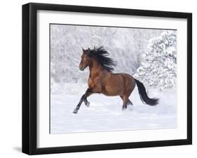 Bay Andalusian Stallion Running in the Snow, Berthoud, Colorado, USA-Carol Walker-Framed Photographic Print