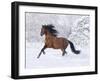 Bay Andalusian Stallion Running in the Snow, Berthoud, Colorado, USA-Carol Walker-Framed Photographic Print