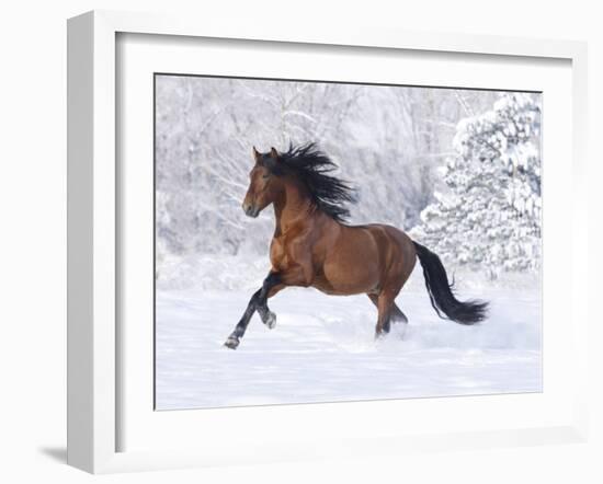 Bay Andalusian Stallion Running in the Snow, Berthoud, Colorado, USA-Carol Walker-Framed Photographic Print