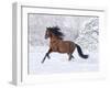 Bay Andalusian Stallion Running in the Snow, Berthoud, Colorado, USA-Carol Walker-Framed Photographic Print