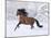 Bay Andalusian Stallion Running in the Snow, Berthoud, Colorado, USA-Carol Walker-Mounted Photographic Print