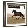 Bay Andalusian Stallion Trotting in Arena Yard, Osuna, Spain-Carol Walker-Framed Photographic Print