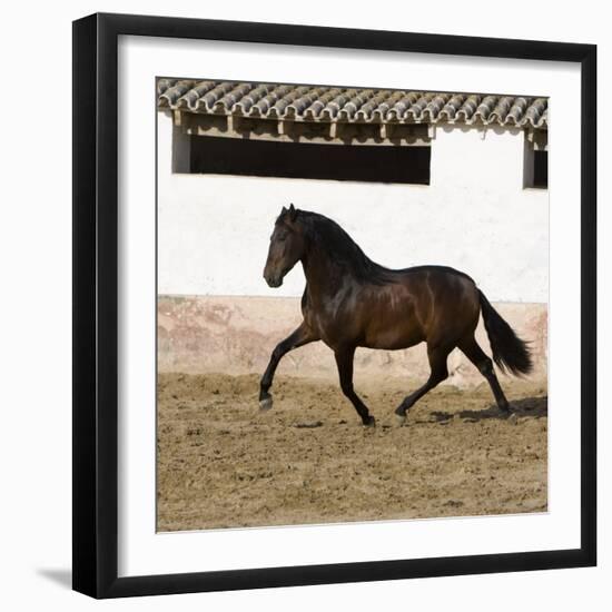 Bay Andalusian Stallion Trotting in Arena Yard, Osuna, Spain-Carol Walker-Framed Photographic Print