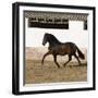 Bay Andalusian Stallion Trotting in Arena Yard, Osuna, Spain-Carol Walker-Framed Photographic Print