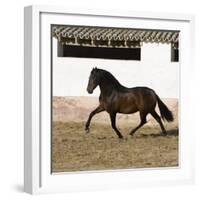 Bay Andalusian Stallion Trotting in Arena Yard, Osuna, Spain-Carol Walker-Framed Photographic Print