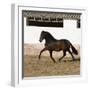 Bay Andalusian Stallion Trotting in Arena Yard, Osuna, Spain-Carol Walker-Framed Photographic Print