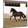 Bay Andalusian Stallion Trotting in Arena Yard, Osuna, Spain-Carol Walker-Mounted Photographic Print