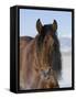 Bay Andalusian Stallion, with Hairs on Nose Frozen, Longmont, Colorado, USA-Carol Walker-Framed Stretched Canvas