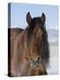 Bay Andalusian Stallion, with Hairs on Nose Frozen, Longmont, Colorado, USA-Carol Walker-Stretched Canvas