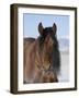 Bay Andalusian Stallion, with Hairs on Nose Frozen, Longmont, Colorado, USA-Carol Walker-Framed Photographic Print