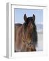 Bay Andalusian Stallion, with Hairs on Nose Frozen, Longmont, Colorado, USA-Carol Walker-Framed Photographic Print