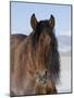 Bay Andalusian Stallion, with Hairs on Nose Frozen, Longmont, Colorado, USA-Carol Walker-Mounted Photographic Print