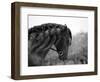 Bay Andalusian Stallion, with Plaited Mane and Bridle, Austin Texas, USA-Carol Walker-Framed Premium Photographic Print