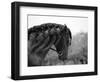 Bay Andalusian Stallion, with Plaited Mane and Bridle, Austin Texas, USA-Carol Walker-Framed Premium Photographic Print