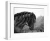 Bay Andalusian Stallion, with Plaited Mane and Bridle, Austin Texas, USA-Carol Walker-Framed Premium Photographic Print