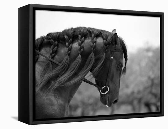 Bay Andalusian Stallion, with Plaited Mane and Bridle, Austin Texas, USA-Carol Walker-Framed Stretched Canvas