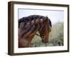 Bay Andalusian Stallion, with Plaited Mane and Bridle, Austin Texas, USA-Carol Walker-Framed Photographic Print