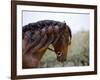 Bay Andalusian Stallion, with Plaited Mane and Bridle, Austin Texas, USA-Carol Walker-Framed Photographic Print