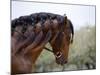 Bay Andalusian Stallion, with Plaited Mane and Bridle, Austin Texas, USA-Carol Walker-Mounted Photographic Print