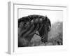 Bay Andalusian Stallion, with Plaited Mane and Bridle, Austin Texas, USA-Carol Walker-Framed Photographic Print