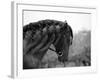 Bay Andalusian Stallion, with Plaited Mane and Bridle, Austin Texas, USA-Carol Walker-Framed Photographic Print