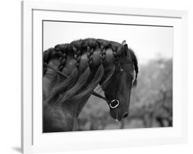 Bay Andalusian Stallion, with Plaited Mane and Bridle, Austin Texas, USA-Carol Walker-Framed Photographic Print