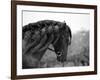 Bay Andalusian Stallion, with Plaited Mane and Bridle, Austin Texas, USA-Carol Walker-Framed Photographic Print