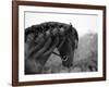 Bay Andalusian Stallion, with Plaited Mane and Bridle, Austin Texas, USA-Carol Walker-Framed Photographic Print